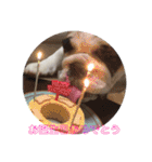 ブルドッグのアンジー♡＆ほたる☆2（個別スタンプ：2）