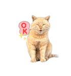 いろいろ猫さん実写スタンプ（個別スタンプ：1）