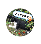 いろいろ猫さん実写スタンプ（個別スタンプ：4）