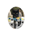 いろいろ猫さん実写スタンプ（個別スタンプ：5）