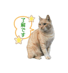 いろいろ猫さん実写スタンプ（個別スタンプ：6）