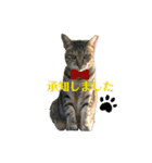 いろいろ猫さん実写スタンプ（個別スタンプ：7）