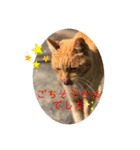 いろいろ猫さん実写スタンプ（個別スタンプ：8）