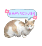 いろいろ猫さん実写スタンプ（個別スタンプ：10）