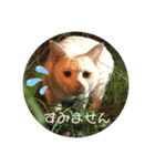 いろいろ猫さん実写スタンプ（個別スタンプ：11）