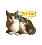 いろいろ猫さん実写スタンプ（個別スタンプ：13）