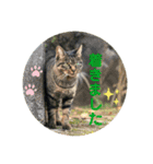 いろいろ猫さん実写スタンプ（個別スタンプ：14）