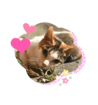 いろいろ猫さん実写スタンプ（個別スタンプ：15）