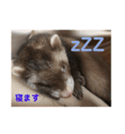 ふぇれはむず5（個別スタンプ：5）