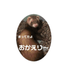 ふぇれはむず5（個別スタンプ：15）