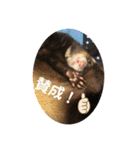 ふぇれはむず5（個別スタンプ：21）