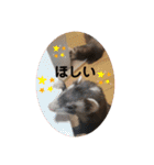 ふぇれはむず5（個別スタンプ：23）