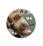 ふぇれはむず5（個別スタンプ：24）