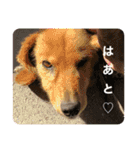 ふぇれはむず5（個別スタンプ：30）