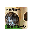 ふぇれはむず5（個別スタンプ：31）