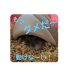 ふぇれはむず5（個別スタンプ：32）