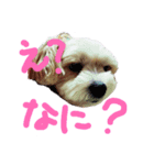 愛犬メイの日常2（個別スタンプ：1）