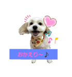 愛犬メイの日常2（個別スタンプ：3）