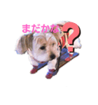 愛犬メイの日常2（個別スタンプ：4）