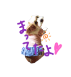 愛犬メイの日常2（個別スタンプ：5）