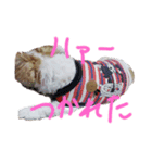 愛犬メイの日常2（個別スタンプ：7）