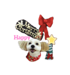 愛犬メイの日常2（個別スタンプ：8）