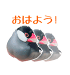 チョコ＆ユキ＆ペコ（個別スタンプ：1）