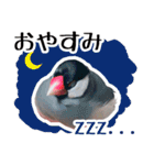 チョコ＆ユキ＆ペコ（個別スタンプ：2）