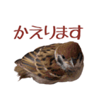 チョコ＆ユキ＆ペコ（個別スタンプ：6）