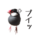 チョコ＆ユキ＆ペコ（個別スタンプ：15）