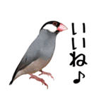 チョコ＆ユキ＆ペコ（個別スタンプ：16）