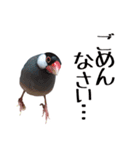 チョコ＆ユキ＆ペコ（個別スタンプ：19）