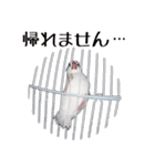 チョコ＆ユキ＆ペコ（個別スタンプ：20）