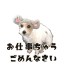 着せ替えピコラ（個別スタンプ：10）