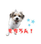 着せ替えピコラ（個別スタンプ：12）