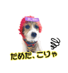 着せ替えピコラ（個別スタンプ：20）