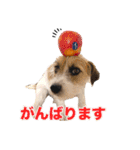 着せ替えピコラ（個別スタンプ：30）