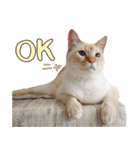 実写版 猫のまるちゃん おまけでノラ猫（個別スタンプ：1）