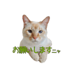 実写版 猫のまるちゃん おまけでノラ猫（個別スタンプ：2）