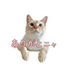 実写版 猫のまるちゃん おまけでノラ猫（個別スタンプ：3）