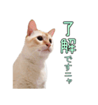 実写版 猫のまるちゃん おまけでノラ猫（個別スタンプ：4）