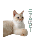 実写版 猫のまるちゃん おまけでノラ猫（個別スタンプ：5）