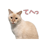 実写版 猫のまるちゃん おまけでノラ猫（個別スタンプ：6）
