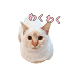 実写版 猫のまるちゃん おまけでノラ猫（個別スタンプ：8）