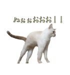 実写版 猫のまるちゃん おまけでノラ猫（個別スタンプ：9）
