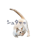 実写版 猫のまるちゃん おまけでノラ猫（個別スタンプ：10）