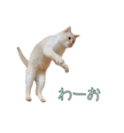 実写版 猫のまるちゃん おまけでノラ猫（個別スタンプ：11）