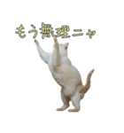 実写版 猫のまるちゃん おまけでノラ猫（個別スタンプ：12）