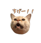 実写版 猫のまるちゃん おまけでノラ猫（個別スタンプ：13）