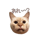 実写版 猫のまるちゃん おまけでノラ猫（個別スタンプ：14）